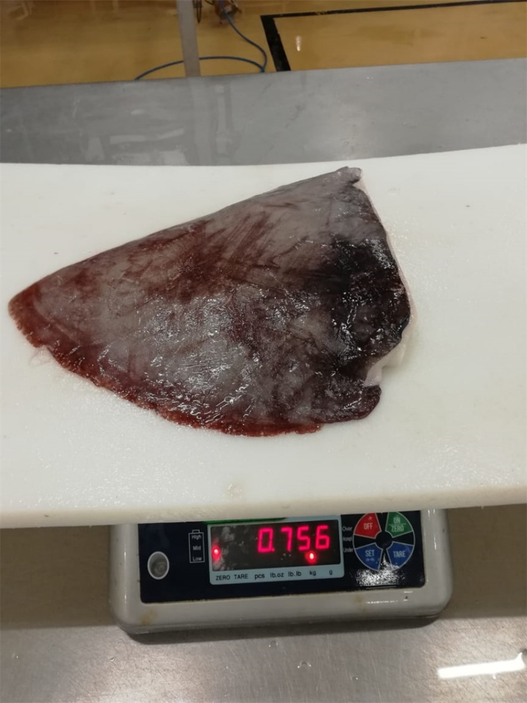冷凍魷魚耳