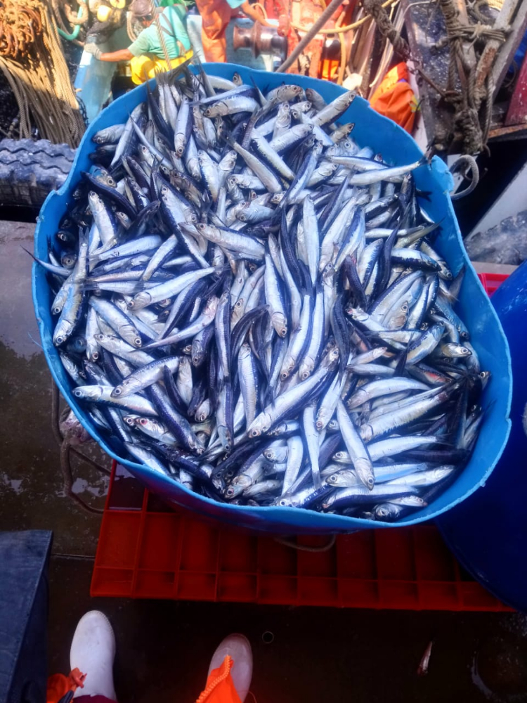 冷凍鳀魚(yú)